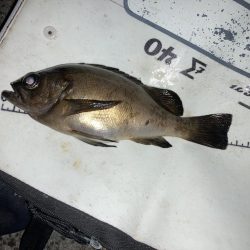 ファミリーフィッシング